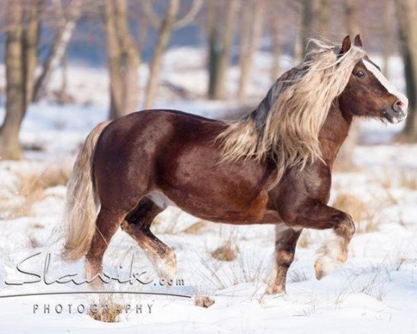 Pferd Dirkson (Schwarzwälder Kaltblut, 1992, von Dirk) Pferd Dirkson (Schwarzwälder Kaltblut, 1992, von Dirk)