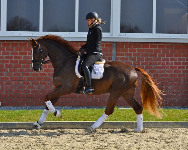 dressage horse Sir Heinrich M (Westphalian, 2008, from Sir Donnerhall I)