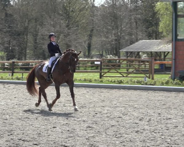 Reitturnier Schwanewede 2022