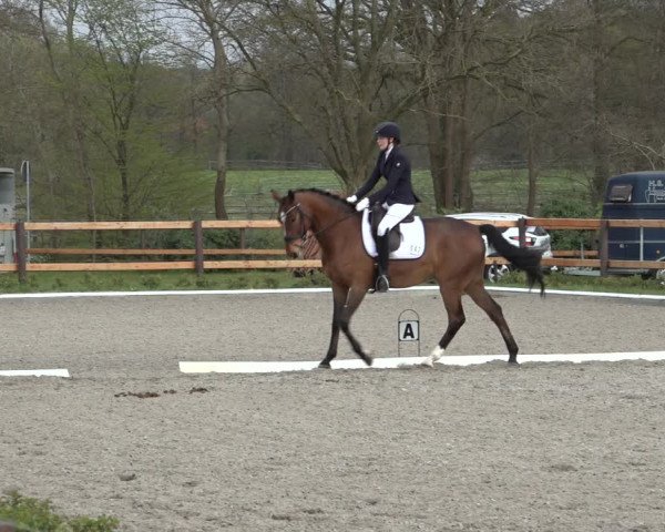 Reitturnier Schwanewede 2022