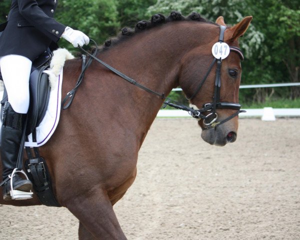 dressage horse Bonito 313 (German Riding Pony, 1998, from Boomerang)
