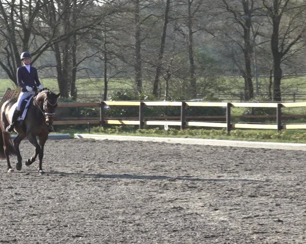 Reitturnier Schwanewede 2022