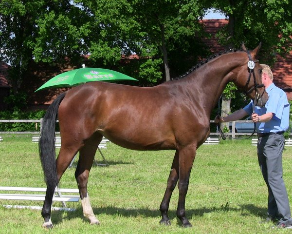 Zuchtstute Balina (Westfale, 2010, von Black Jack 175)