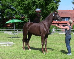 broodmare Summer Breeze (Westphalian, 2010, from Sunday)