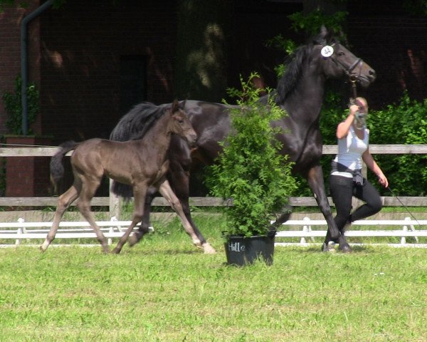broodmare Sunny (Westphalian, 2013, from San Amour I)