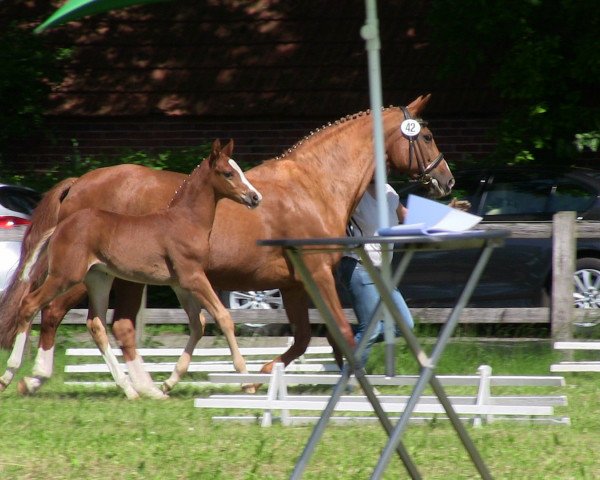 horse Hengst von Fleury (Westphalian, 2013, from Fleury)