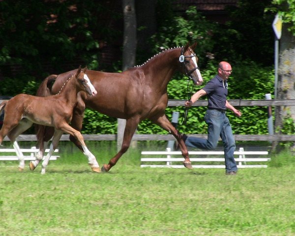 Pferd Dalissimo (Westfale, 2013, von Dankeschön)
