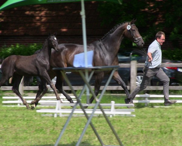 horse Hengst von Zonik (Westphalian, 2013, from Zonik)
