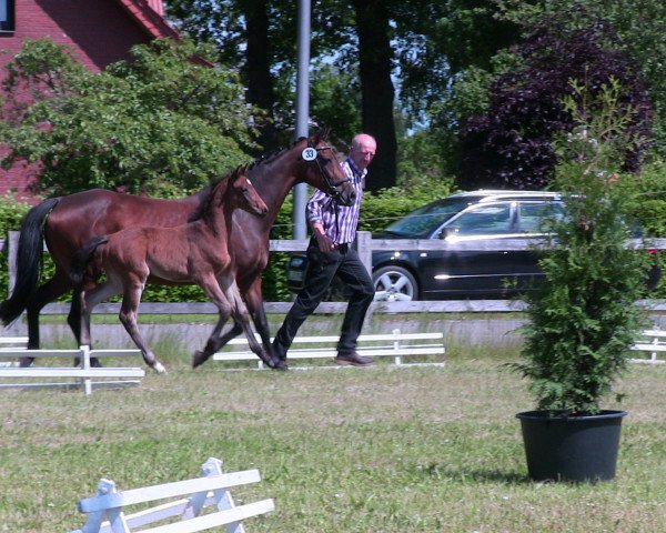 Dressurpferd Belle Toni (Westfale, 2013, von Belarus)