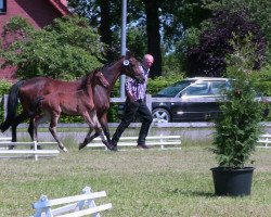 Dressurpferd Belle Toni (Westfale, 2013, von Belarus)