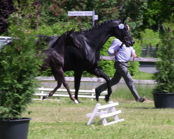horse Black Beauty Bella (Westphalian, 2013, from Bretton Woods)