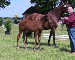 broodmare Zaubermaus (Westphalian, 2013, from Zonik)