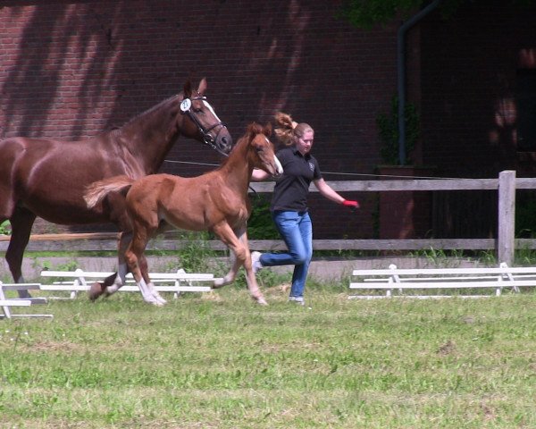 Springpferd Dantano E (Westfale, 2013, von Dankeschön)