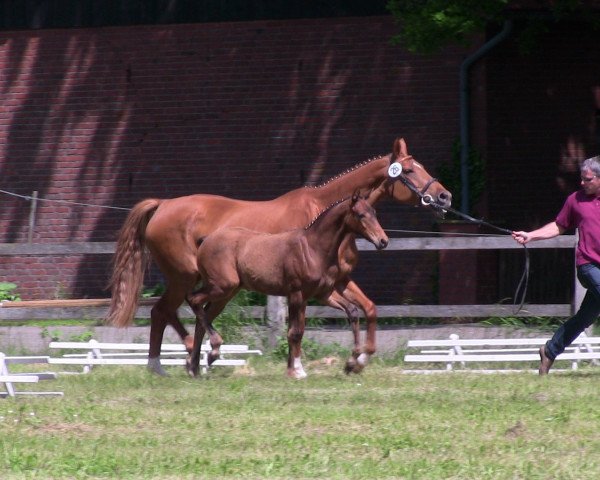 dressage horse Firabella 3 (Westphalian, 2013, from First Selection)