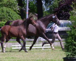 jumper Romy 276 (Westphalian, 2013, from Rock Forever NRW)