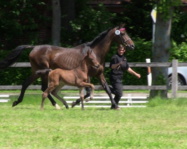Springpferd Cobra Cobretti (Westfale, 2013, von Captain Jack 44)