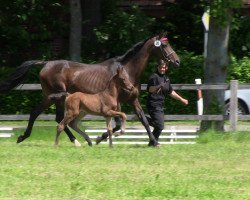 Springpferd Cobra Cobretti (Westfale, 2013, von Captain Jack 44)