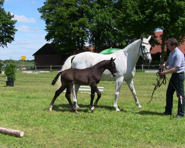 Springpferd Captain Grey 4 (Westfale, 2013, von Captain Jack 44)