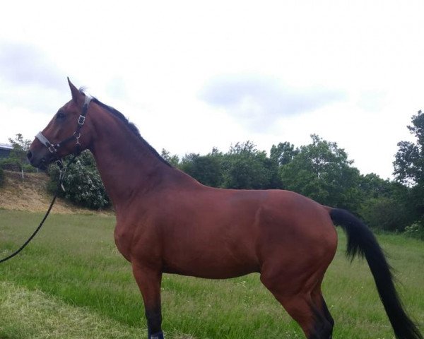 dressage horse Zidane (Danish Warmblood, 2008, from Zack)