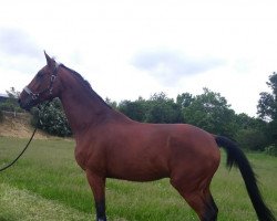 Dressurpferd Zidane (Dänisches Warmblut, 2008, von Zack)