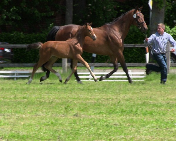 Zuchtstute Belinda (Westfale, 2013, von Balou du Rouet)