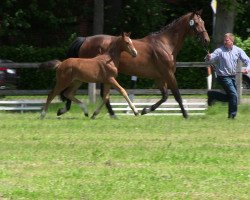 broodmare Belinda (Westphalian, 2013, from Balou du Rouet)