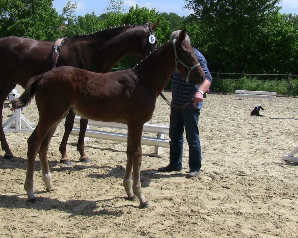 broodmare Daily-Sunshine (Westphalian, 2013, from Daily Deal)