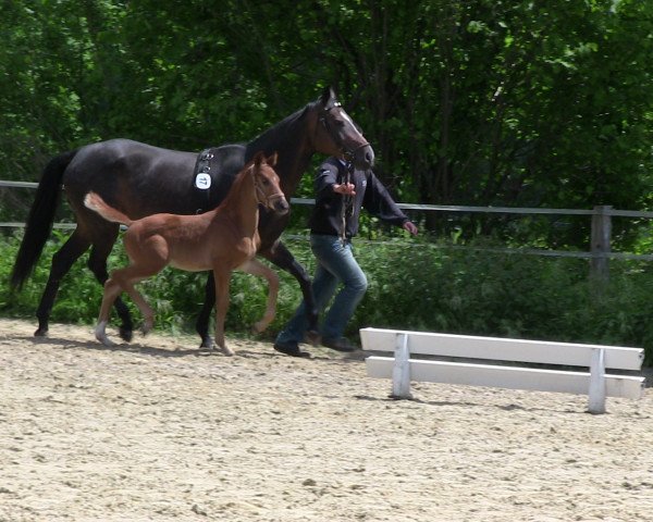 Pferd Calistra (Westfale, 2013, von Colestus)
