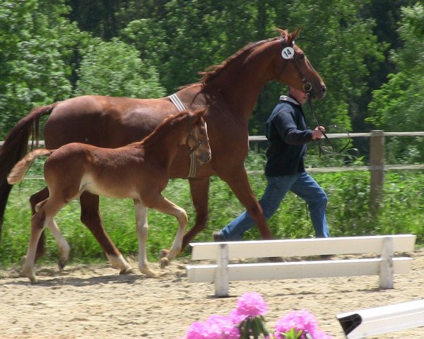 dressage horse Paddington W (Westphalian, 2013, from Peking) dressage horse Paddington W (Westphalian, 2013, from Peking)