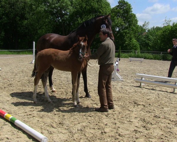 dressage horse Frieda Gold 22 (Westphalian, 2013, from Florenciano 6)