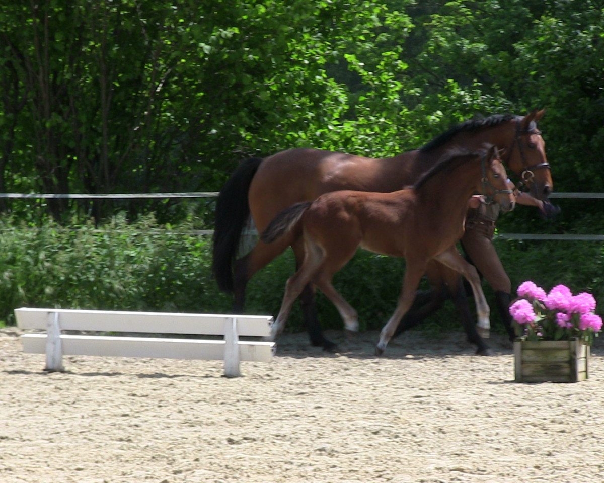 horse Anguilla L (Westphalian, 2013, from Legendario Listo)