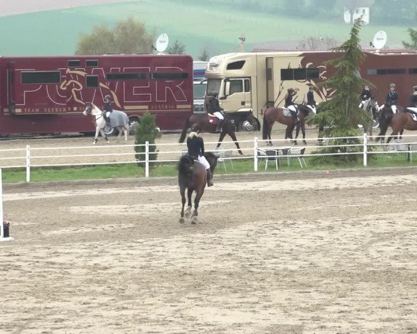 Reitturnier Ried am Riederberg 2022