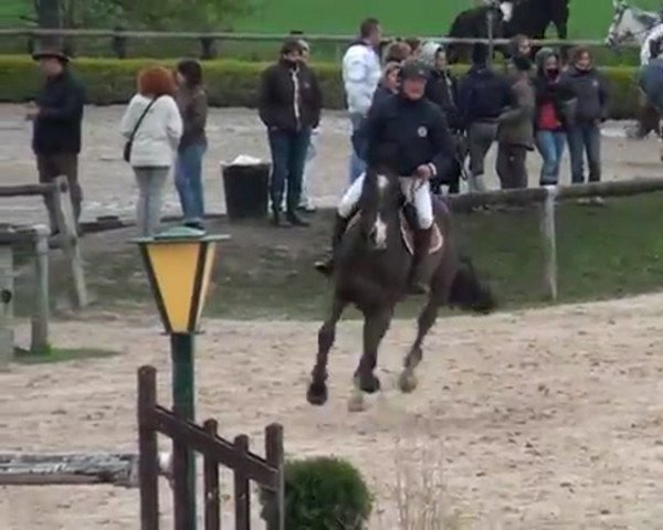 Pferd Iris des Cresnays (Selle Français, 1996, von Urous)