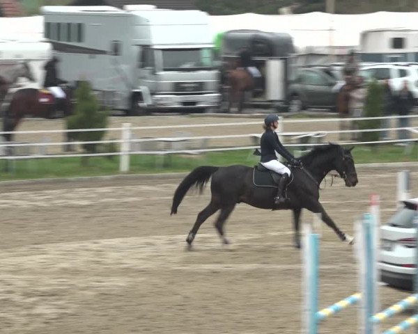 Reitturnier Ried am Riederberg 2022