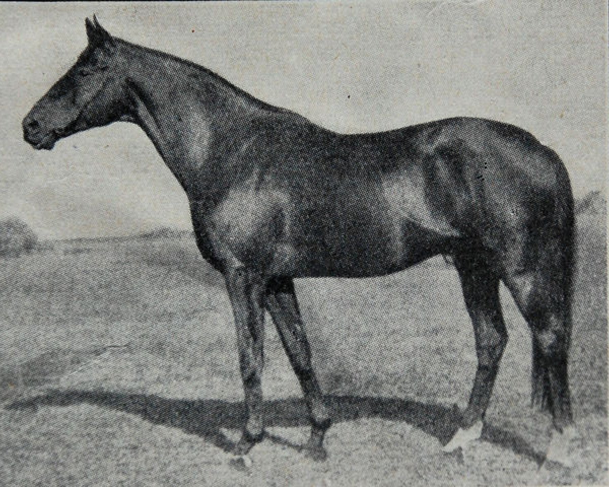 Deckhengst Wallenstein xx (Englisches Vollblut, 1917, von Dark Ronald xx)