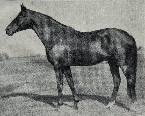 Deckhengst Wallenstein xx (Englisches Vollblut, 1917, von Dark Ronald xx)