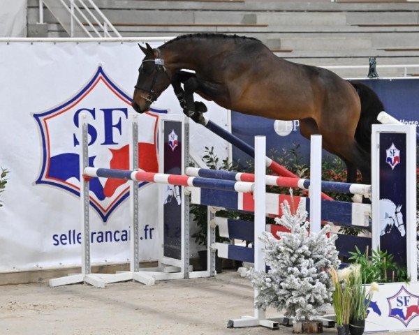 Deckhengst Jackson Tame (Selle Français, 2019, von Qlassic Bois Margot)