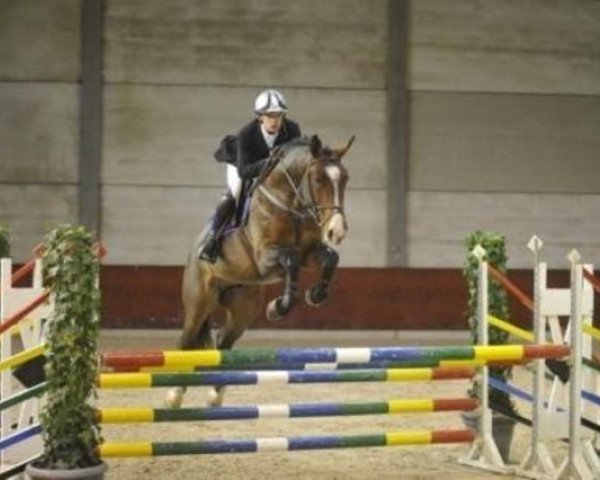 horse Zeplin M (KWPN (Royal Dutch Sporthorse), 2004, from Chin Chin)