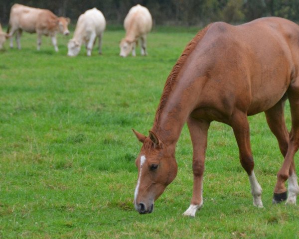broodmare Frenchie Tame (Selle Français, 2015, from Armitages Boy)