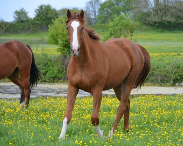 broodmare Elvira Tame (Selle Français, 2014, from Quartz du Chanu) broodmare Elvira Tame (Selle Français, 2014, from Quartz du Chanu)