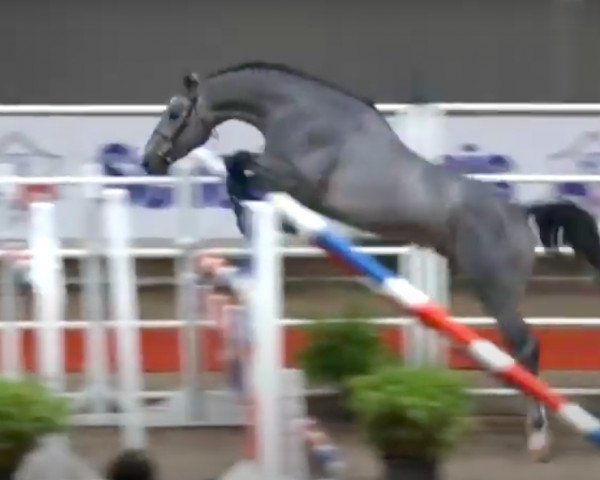 horse Uncle Tame (Selle Français, 2008, from Cassini II)