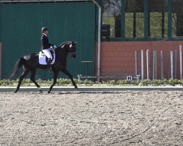 Reitturnier Schwanewede 2022