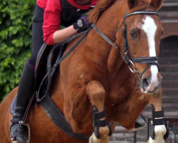 stallion Daddy (German Riding Pony, 1987, from Derbino)