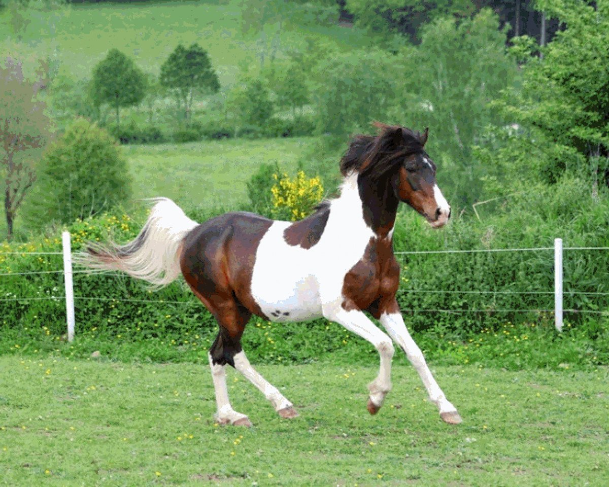 horse Top Matcho (Lewitzer, 1997, from Top Nordpol)