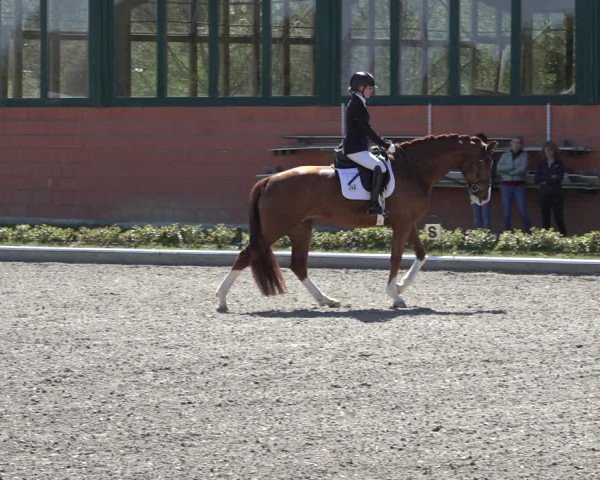 Reitturnier Schwanewede 2022