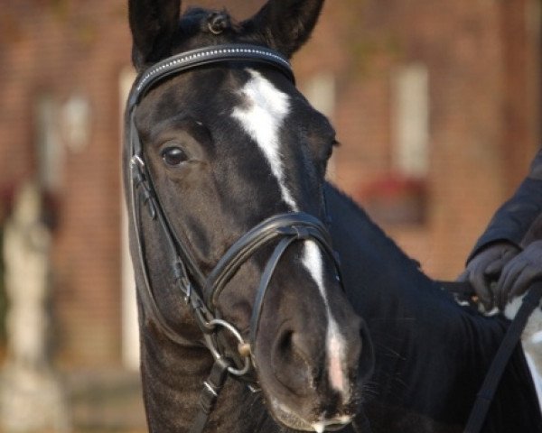Pferd Denaria 2 (Zweibrücker, 2007, von Birkhofs Denario)