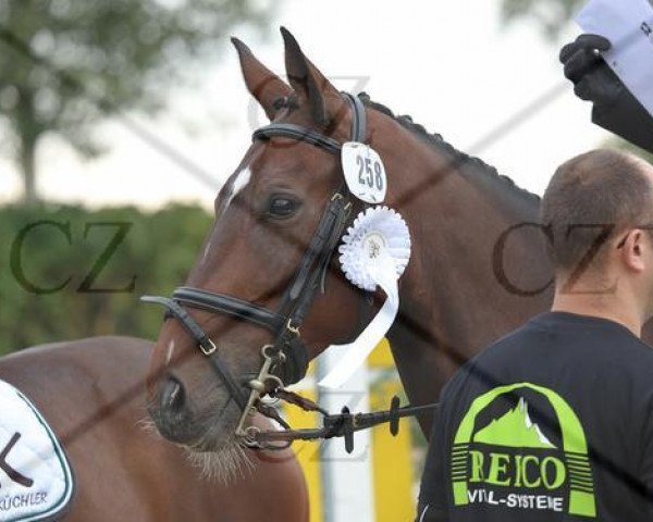 broodmare Celestine 7 (Westphalian, 2003, from Cordobes I)