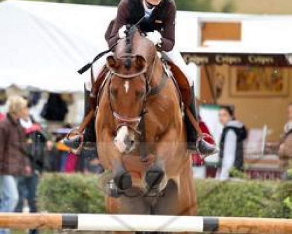 jumper Gollissimo (Oldenburg, 2001, from Gold Ferdl) jumper Gollissimo (Oldenburg, 2001, from Gold Ferdl)