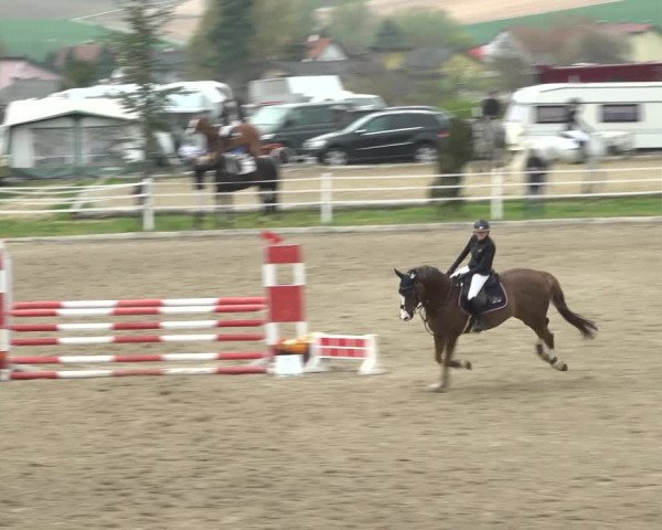 Reitturnier Ried am Riederberg 2022
