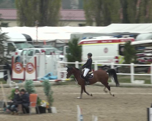 Reitturnier Ried am Riederberg 2022